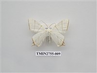 藏品(尺蛾324)的圖片